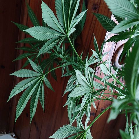 Tropicana wfc growlog timeline photo