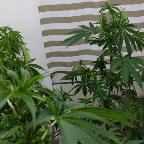 Tropicana wfc growlog timeline photo