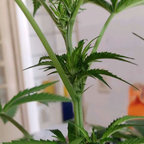 Tropicana wfc growlog timeline photo
