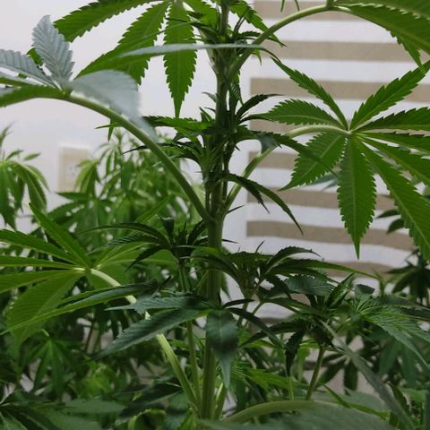 Tropicana wfc growlog timeline photo
