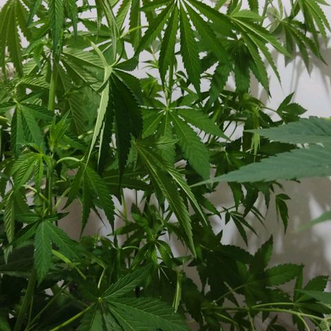 Tropicana wfc growlog timeline photo