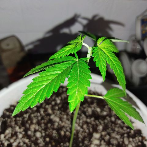 Bananaka growlog timeline photo
