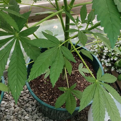 Tropicana wfc growlog timeline photo
