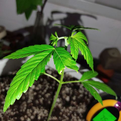 Bananaka growlog timeline photo