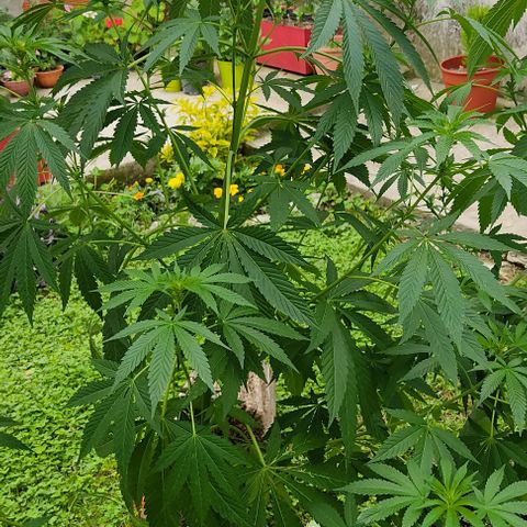 Tropicana wfc growlog timeline photo