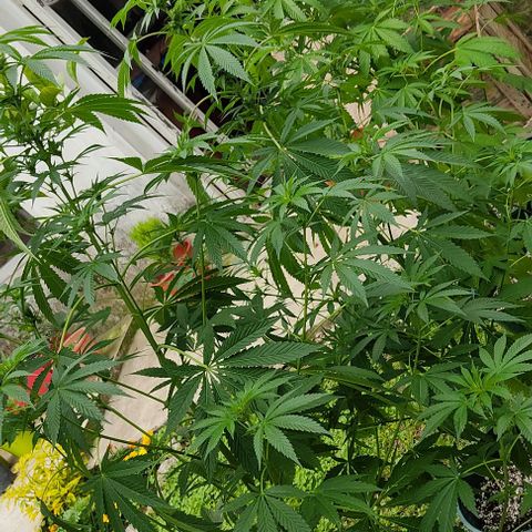 Tropicana wfc growlog timeline photo