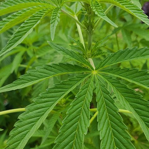 Tropicana wfc growlog timeline photo