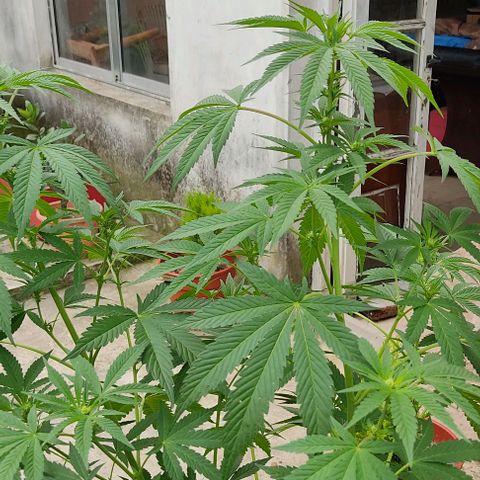 Tropicana wfc growlog timeline photo