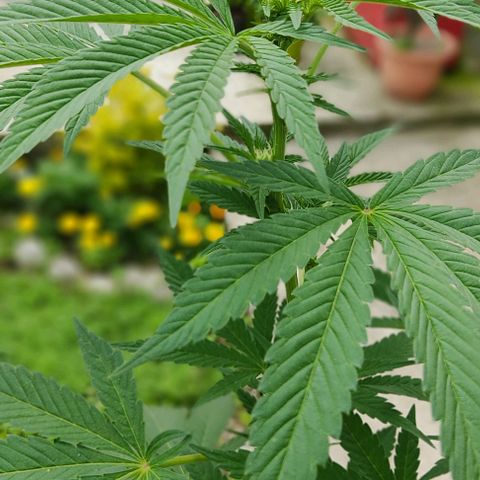 Tropicana wfc growlog timeline photo