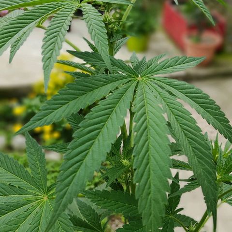 Tropicana wfc growlog timeline photo