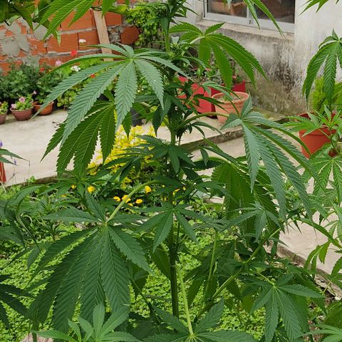 Tropicana wfc growlog timeline photo