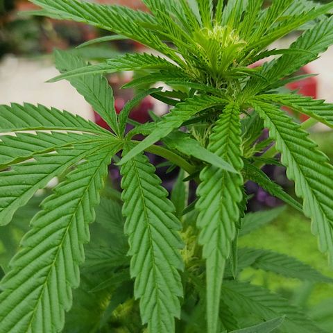 Tropicana wfc growlog timeline photo