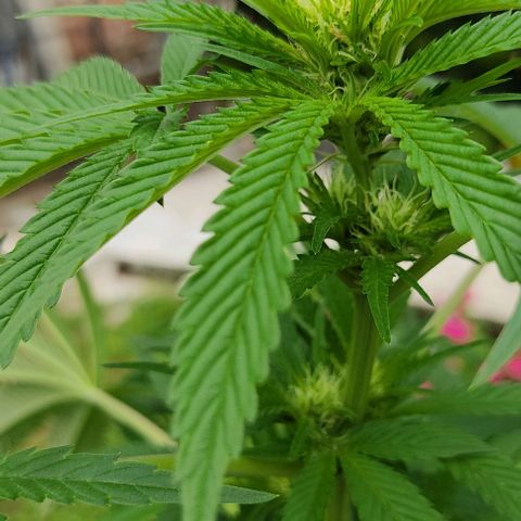 Tropicana wfc growlog timeline photo