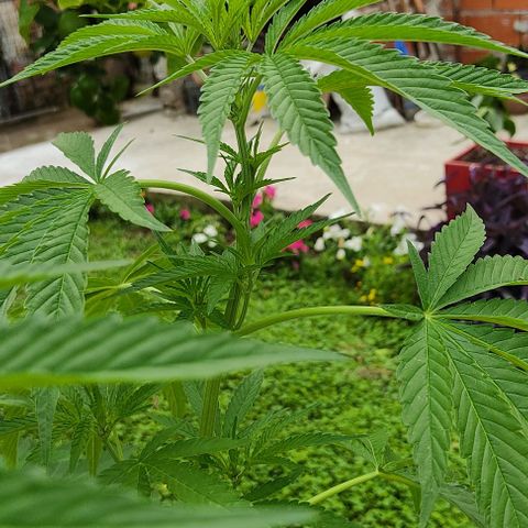 Tropicana wfc growlog timeline photo
