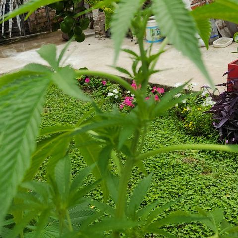 Tropicana wfc growlog timeline photo
