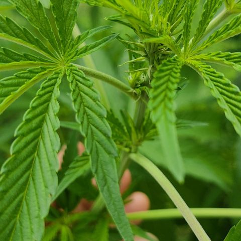 Tropicana wfc growlog timeline photo