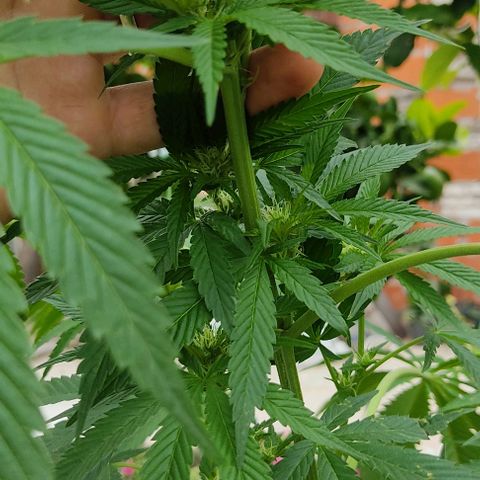 Tropicana wfc growlog timeline photo