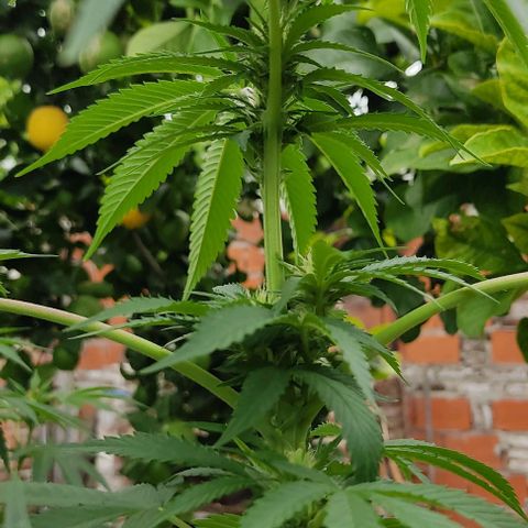 Tropicana wfc growlog timeline photo