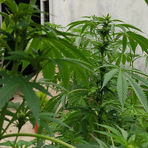 Tropicana wfc growlog timeline photo