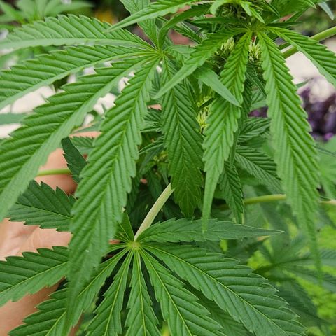 Tropicana wfc growlog timeline photo