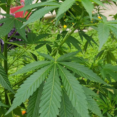 Tropicana wfc growlog timeline photo