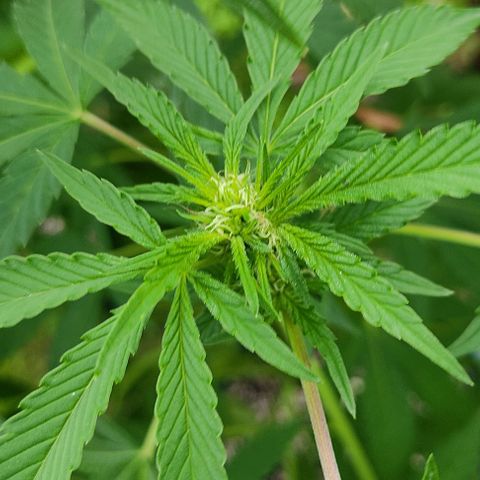Tropicana wfc growlog timeline photo