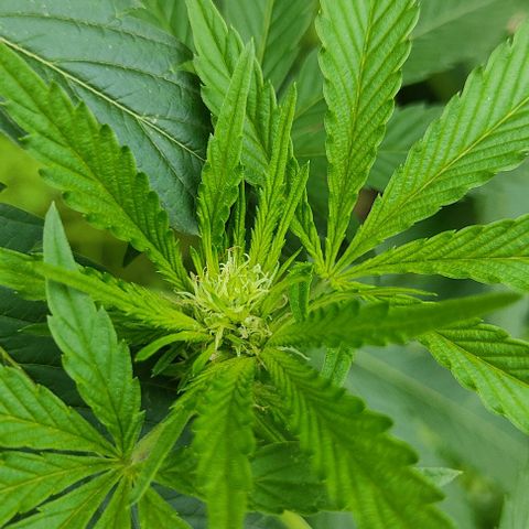 Tropicana wfc growlog timeline photo