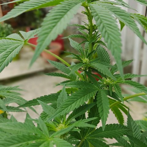 Tropicana wfc growlog timeline photo