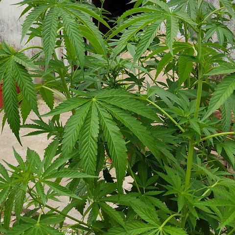 Tropicana wfc growlog timeline photo