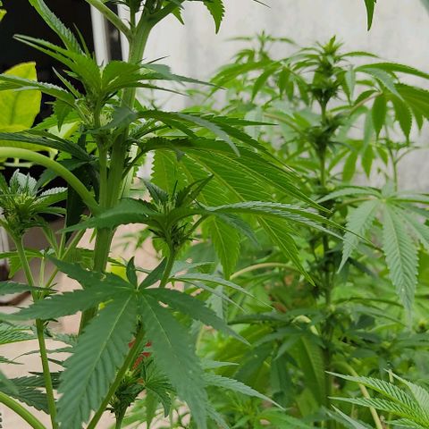 Tropicana wfc growlog timeline photo