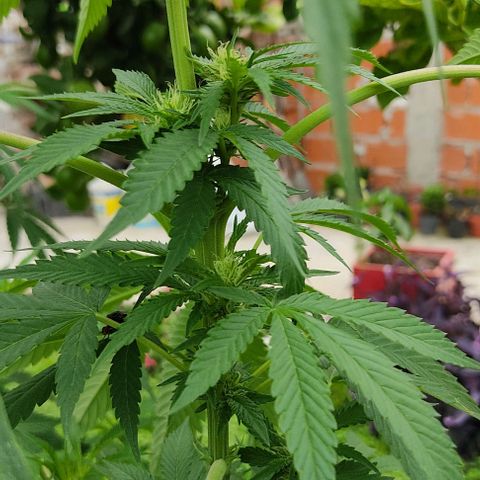 Tropicana wfc growlog timeline photo