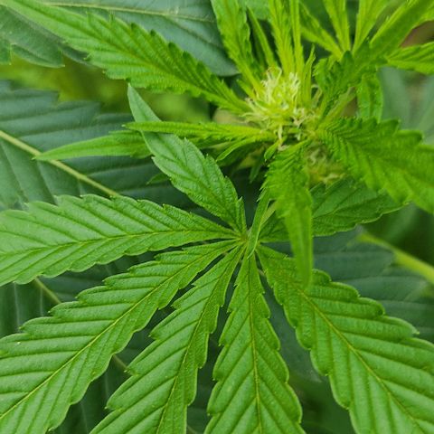 Tropicana wfc growlog timeline photo