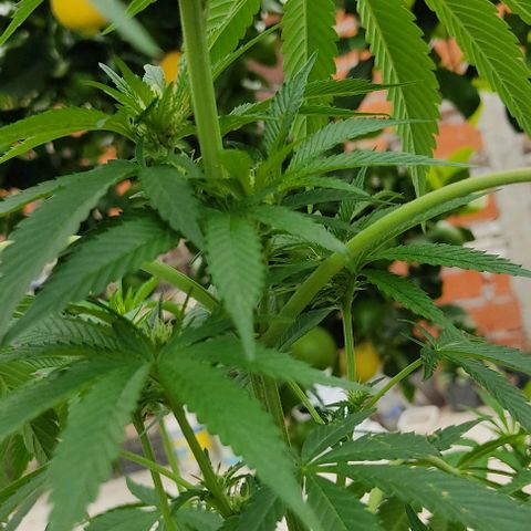 Tropicana wfc growlog timeline photo