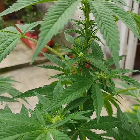 Tropicana wfc growlog timeline photo
