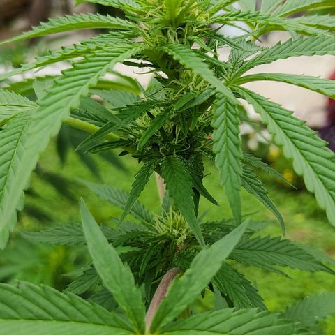 Tropicana wfc growlog timeline photo