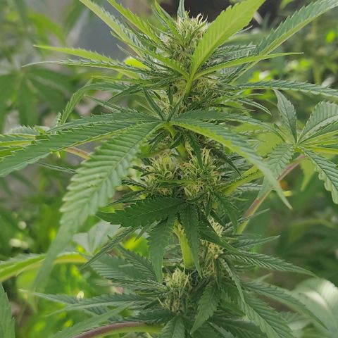 Tropicana wfc growlog timeline photo