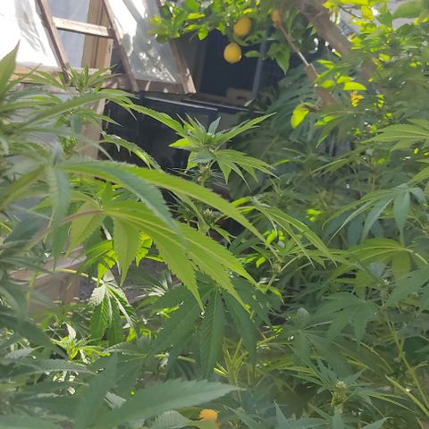 Tropicana wfc growlog timeline photo