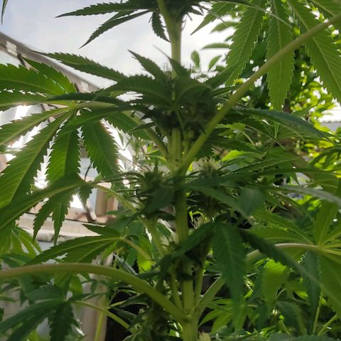 Tropicana wfc growlog timeline photo