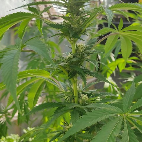 Tropicana wfc growlog timeline photo