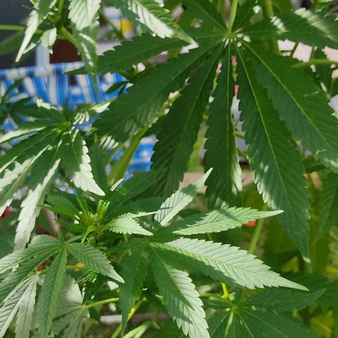 Tropicana wfc growlog timeline photo