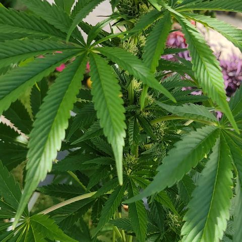 Tropicana wfc growlog timeline photo