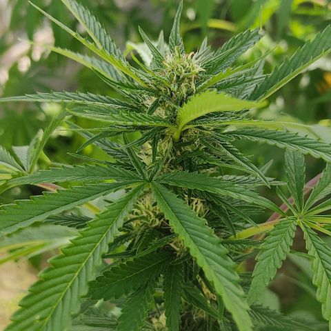 Tropicana wfc growlog timeline photo
