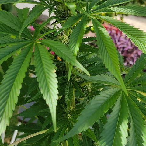Tropicana wfc growlog timeline photo