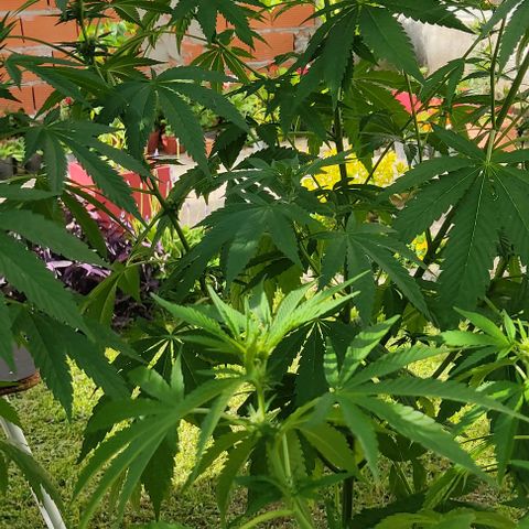 Tropicana wfc growlog timeline photo