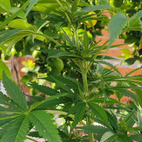 Tropicana wfc growlog timeline photo