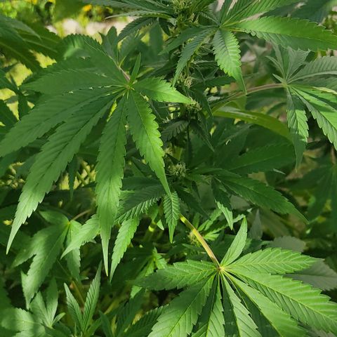 Tropicana wfc growlog timeline photo