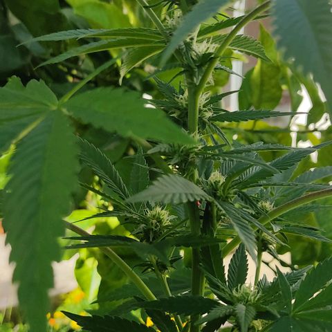 Tropicana wfc growlog timeline photo