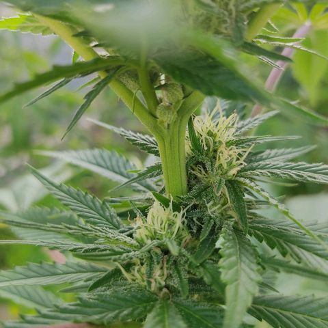 Tropicana wfc growlog timeline photo