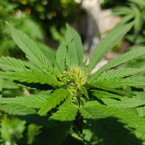 Tropicana wfc growlog timeline photo