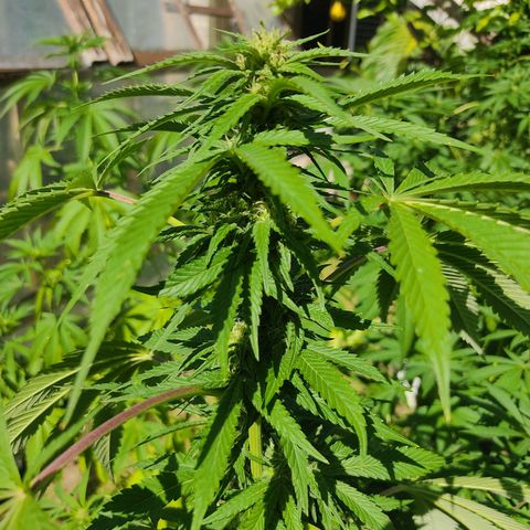 Tropicana wfc growlog timeline photo